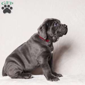Gommer, Cane Corso Puppy